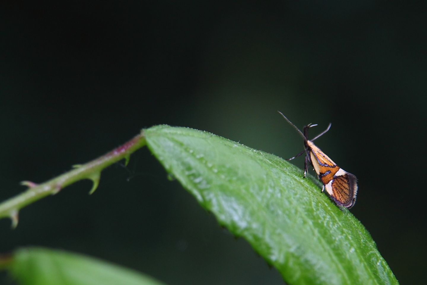 Piccola farfalla con strana protuberanza biforcuta.